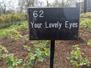 Spring memory 3 - Your lovely eyes